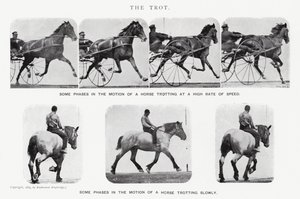 穆布里奇（Eadweard Muybridge）。小跑》（黑白照片 作者 爱德沃德·迈布里奇