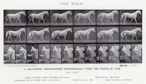 穆布里奇（Eadweard Muybridge）。漫步（黑白照片 作者 爱德沃德·迈布里奇