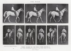 穆布里奇（Eadweard Muybridge）。漫步（黑白照片 作者 爱德沃德·迈布里奇