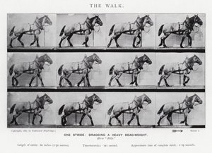 衣着的Muybridge：漫步 作者 爱德沃德·迈布里奇