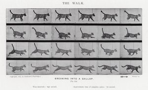衣着的Muybridge：漫步 作者 爱德沃德·迈布里奇