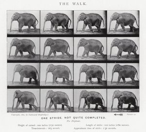 衣着的Muybridge：漫步 作者 爱德沃德·迈布里奇