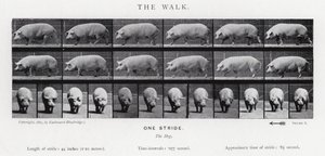 衣着的Muybridge：漫步 作者 爱德沃德·迈布里奇