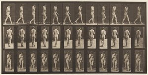 板块14.走路，右手在Chin，1872-1885 作者 Eadweard Muybridge