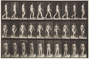 板块16.步行，1872-1885 作者 爱德沃德·迈布里奇