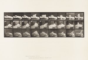 Plate 265.起床准备下跪 作者 爱德沃德·迈布里奇