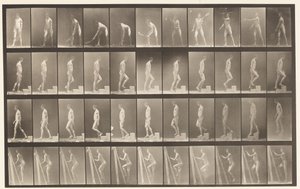 盘486. A，草地网球; B，升序; 1872-1885 作者 Eadweard Muybridge