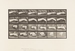 板532.手的移动;画一个圆圈，1885年 作者 Eadweard Muybridge