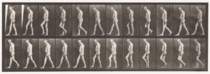 板555.腿部肌肉萎缩;成人，A，B，步行，1885年 作者 Eadweard Muybridge