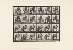 Plate 564.Hauling; Broken Log Chain;Dark-Gray Belgian Horse Dusel 作者 爱德沃德·迈布里奇