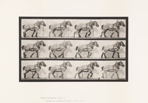 Plate 565.Hauling;Dark-Gray Belgian Horse Dusel 作者 爱德沃德·迈布里奇