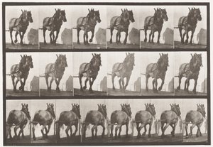板块566.Hauling;深灰色比利时马杜塞尔，1885年 作者 爱德沃德·迈布里奇