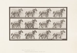 板块567.Hauling;深灰色比利时马比利，1885年 作者 爱德沃德·迈布里奇