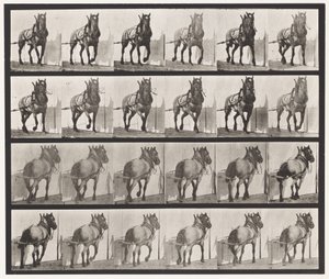 Plate 568. Hauling;Dark-Gray Belgian Horse Billy 作者 爱德沃德·迈布里奇