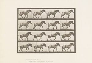 板块569.Hauling;深灰色比利时马汉塞尔，1885年 作者 爱德沃德·迈布里奇