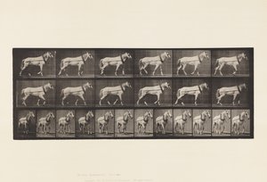 板块571.Hauling;浅灰色母马约翰逊，1885年 作者 爱德沃德·迈布里奇
