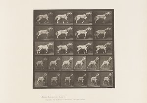 板块572.Hauling;头被拉;浅灰色母马，1885年 作者 爱德沃德·迈布里奇