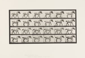 板块574.Walking;自由;深灰色比利时马汉塞尔，1885年 作者 爱德沃德·迈布里奇