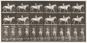 板581.Walking; Bareback;骑手，43岁，裸体; Light-Grey Horse Smith，1885 作者 爱德沃德·迈布里奇