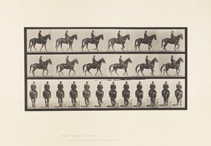 板584.Walking;鞍;不规则; Brown Mare Beauty，1885 作者 爱德沃德·迈布里奇
