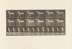 板586.Walking;生气;浅灰色母马，Katydid，1885年 作者 爱德沃德·迈布里奇