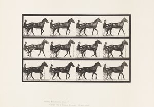 板588.Walking;生气; Bay Horse Reuben，1885 作者 爱德沃德·迈布里奇