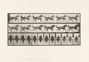 Plate 594. Rocking (Pacing): Sulky; Brown Horse Pronto 作者 爱德沃德·迈布里奇