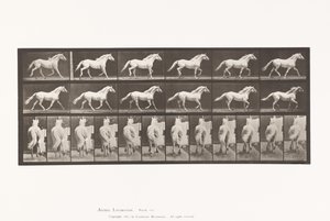 Plate 596. Trotting; Free; Light-Gray Horse Eagle 作者 爱德沃德·迈布里奇