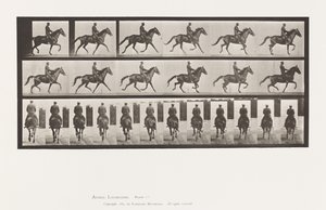 Plate 601. Trotting; Saddle; Brown Mare Beauty 作者 爱德沃德·迈布里奇