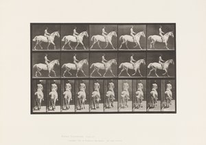 Plate 603. Trotting; Saddle; Ride, 43, Wide, Light-Gray Horse Smith 作者 爱德沃德·迈布里奇