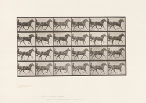 Plate 607. Trotting; Sulky; Bay Mare, Lizzie M. 作者 爱德沃德·迈布里奇