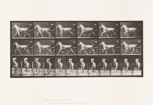 Plate 610. Trotting; Sulky; Gray Mare, Katydid 作者 爱德沃德·迈布里奇
