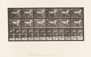 Plate 611. Trotting; Sulky; Gray Mare, Katydid 作者 爱德沃德·迈布里奇
