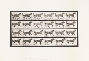Plate 614. Trotting; Breaking to Gallop; Sorrel Mare Flode Holden 作者 爱德沃德·迈布里奇