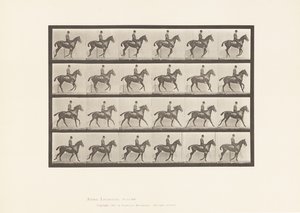 Plate 616. Canter; Saddle; Bay Horse Daisy 作者 爱德沃德·迈布里奇
