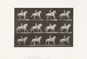 板617.坎特;性交;骑士，106，裸体;白马克林顿，1885年 作者 爱德沃德·迈布里奇