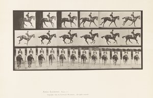 Plate 620. Canter; Saddle; Thoroughbred Bay Mare Annie 6. 作者 爱德沃德·迈布里奇