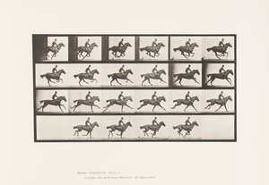 Plate 625. Gallop; Thoroughbred Bay Horse Bouquet 作者 爱德沃德·迈布里奇
