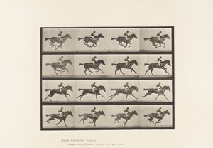 Plate 626. Gallop; Thoroughbred Bay Mare Annie G. 作者 爱德沃德·迈布里奇