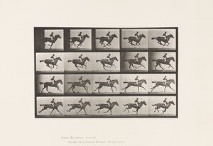 Plate 627. Gallop; Thoroughbred Bay Mare Annie G. 作者 爱德沃德·迈布里奇