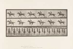 Plate 631. Gallop; Saddle; Thoroughbred Bay Horse Bouquet 作者 爱德沃德·迈布里奇