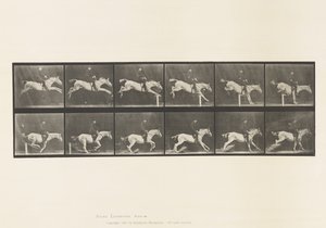 Plate 641. Jumping a Hurdle; Saddle; Knocking Over Hurdle and 作者 爱德沃德·迈布里奇