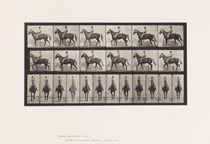 Plate 654. Walking; Saddle; Lame, Right Front Foot;Horse-Buckskin 作者 爱德沃德·迈布里奇