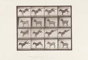 Plate 658. Mule; A, kicking; B, kicking Ruth 作者 爱德沃德·迈布里奇