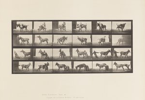 Plate 662. Mule; A, B, A Refractory Animal Denver 作者 爱德沃德·迈布里奇