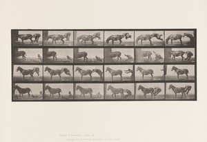 Plate 663. Mule; A, B, A Refractory Animal Denver 作者 爱德沃德·迈布里奇