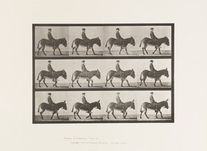 Plate 665. Ass; Walking; Bareback; a Boy Riding, Jennie 作者 爱德沃德·迈布里奇