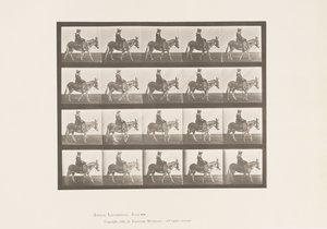 Plate 666. Ass; Walking; Saddle; A Girl Riding, Zoo