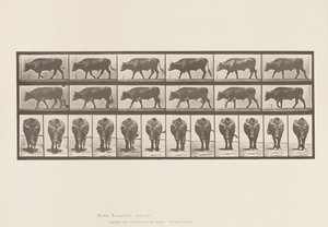 Plate 670. Ox; Walking 作者 爱德沃德·迈布里奇