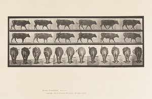 Plate 671. Ox; Walking 作者 爱德沃德·迈布里奇